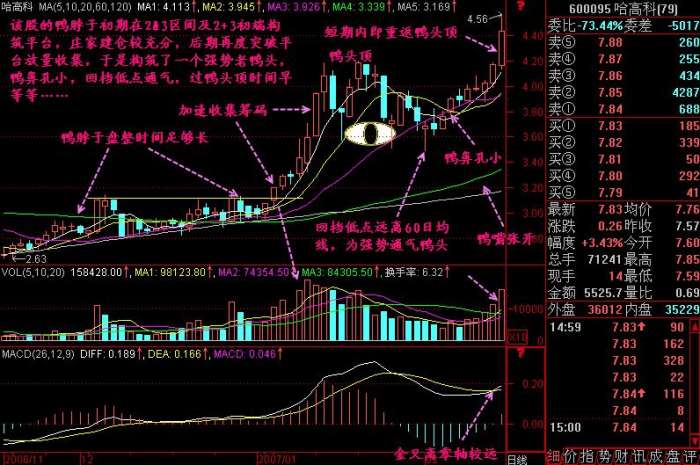 老鸭头形态